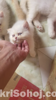 Persian cat White blue eyes